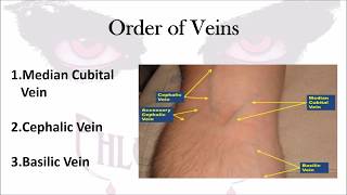 Phlebotomy The Order of Veins [upl. by Hinson]