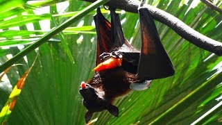 How Flying Fox Fruit Bat pee Cómo hacer pipí El gran zorro volador 如何撒尿狐蝠屬 [upl. by Adlare]