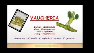 Xanthophyceae  Vaucheria Dr RMS [upl. by Garlen]