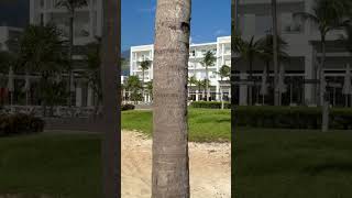 Resort RIU Dunamar beach [upl. by Adnor]