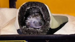 Harry the Hedgehog goes Back to Sleep in his Incubator [upl. by Yecam]