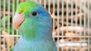 Forpus Bird Sounds 1 Hour  forpus parrot bird talking sounds can be friends with your birds [upl. by Seta637]