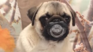 Top 30 Funniest and Cutest Pug Dog Videos Compilation [upl. by Nirrat369]