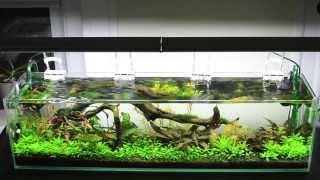 High Light CO2 Planted 12 Gallon Long [upl. by Naghem33]