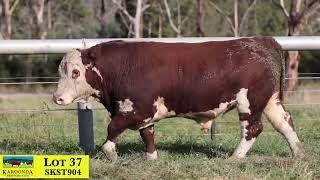 Lot 37 SKST904 Karoonda Herefords 2024 [upl. by Ecnahs]