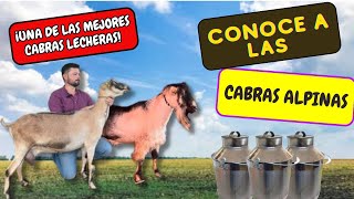 🔴 CABRAS ALPINAS CARACTERISTICAS 🧑🏻‍🌾🐐🚜 [upl. by Montana]