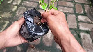 How to make penjing bonsai [upl. by Nairret]