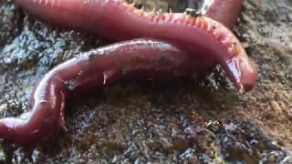 AMAZING BLOODWORMS Proboscis extension [upl. by Rehtul454]