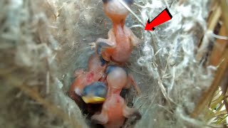 Zitting cisticola bird carried one of her babies AnimalsandBirds107 [upl. by Tebor]