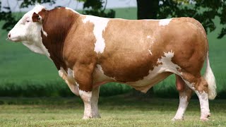 Simmental Cattle  Abundant Meat And Milk [upl. by Nilved]