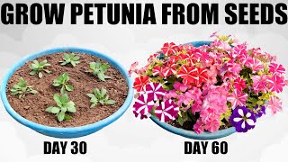 How To Grow Petunia From Seed  FULL INFORMATION [upl. by Enaoj]