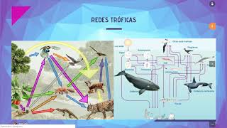 Ecología ¿Cómo fluye la materia y energía en los ecosistemas [upl. by Yenrab]