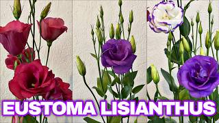 Trasplanta y cuida tus Lisianthus o Eustoma hermosas flores moradas [upl. by Stout]