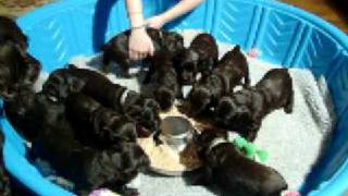 4 week old Boykin Spaniel Puppies  Dinner time [upl. by Yerdna]