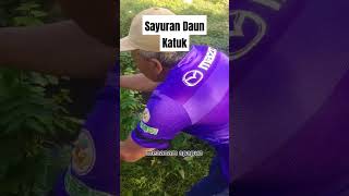 Sayuran Sehat Daun Katuk shortvideo shortfund tanaman perkebunan [upl. by Doraj452]