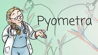 Pyometra explained no surgery pictures [upl. by Blair143]