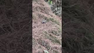 Wild monal pheasant biology science uttarakhand [upl. by Notlek]