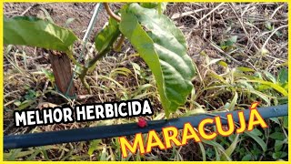 MELHOR herbicida para MARACUJÁ [upl. by Manolo540]