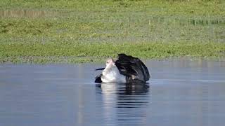 gans aan het wassen [upl. by Carleton633]