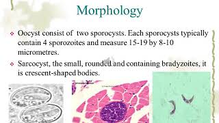 Sarcocystis species [upl. by Eward]