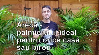 ARECA Palmierul perfect pentru interior Recomandat NASA [upl. by Atniuq]