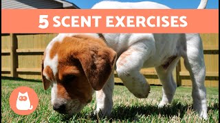 How to STIMULATE a DOGS SENSE of SMELL 🐶  5 SCENT GAMES for DOGS [upl. by Naamann]