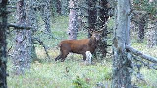 Wildlife Photographers Observe Red Deer During Mating Season in Southern France  1518612 [upl. by Seraphim]