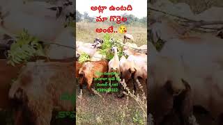 Sheep videos in Telugusheep sheepfarm animallover [upl. by Arevle53]