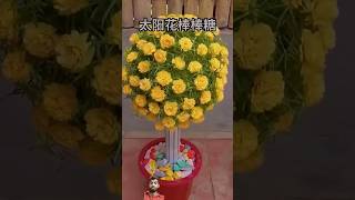 👍✨ Portulaca plant bonsai decorate design  flowers gardeing diy portulaca [upl. by Fen]