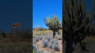 Stenocereus queretaroensis everywhere in this part of Zacatecas Many wild and many on Agave farms [upl. by Okiram]