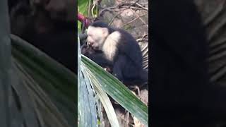 Whiteheaded Capuchin Cebus capucinus [upl. by Oileduab]