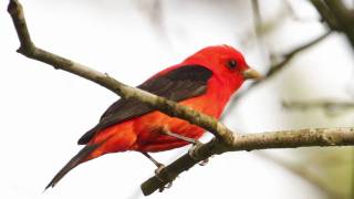 Scarlet Tanager—Flame of Spring [upl. by Adihsar]