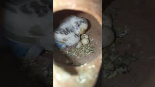 Bagrigar Bird new baby shortviral bird viralvideo allnewkabootertipstricks [upl. by Ivan]