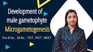 development of male gametophyte  microgametogenesis  pollen wall development  BSc  MSc [upl. by Arvell574]