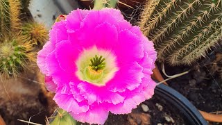 lady finger cactus Echinocereus pentalophus in bloom [upl. by God90]