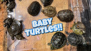 How to set up a BABY TURTLE stock tank [upl. by Laufer204]