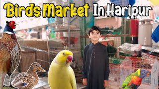 Birds market In Haripur  Parrots shop [upl. by Holihs194]