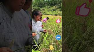 Rice Harvesting Process [upl. by Asir26]