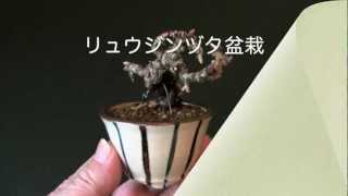 リュウジンヅタN（竜神蔦 豆盆栽）Parthenocissus tricuspidata bonsai [upl. by Novikoff]