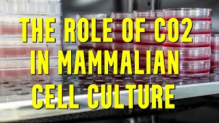 The Crucial Role of CO2 in Mammalian Cell Culture [upl. by Lamphere]