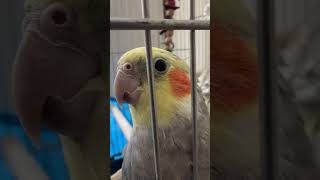 Subrang nakakaaliw itong ibon ko birds pets [upl. by Sawtelle646]