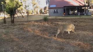 Lion House where you can live amongst our big cats [upl. by Cadel119]