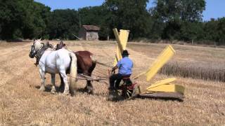 La moisson du blé à lancienne [upl. by Aynos]