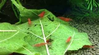 Tantora Mulberry Leaves for Shrimp [upl. by Ardekan]