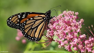 A Presentation by Doug Tallamy – Nature’s Best Hope [upl. by Hazlett]