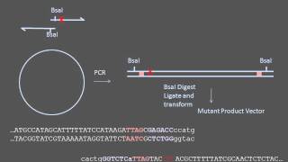 Sitedirected Mutagenesis [upl. by Sallee]