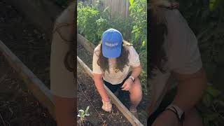 Tip Tuesday Spacing plants quickly in rows tiptuesday gardentips gardeningtips urbanhomestead [upl. by Danete]