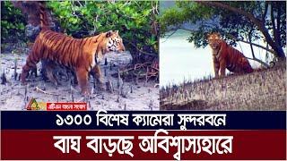 ১৩০০ বিশেষ ক্যামেরা সুন্দরবনে  বাঘ বাড়ছে অবিশ্বাস্যহারে  Sundarbans  Royal Bengal Tiger [upl. by Beeson]