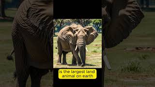 What is the largest land animal on Earth [upl. by Madelene]