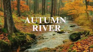 Autumn River  Babbling Stream Sound  The Forest of our Childhood [upl. by Dickie342]